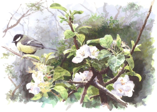 Reproducerad akvarell/giclée - Talgoxe i blommande äppelträd
